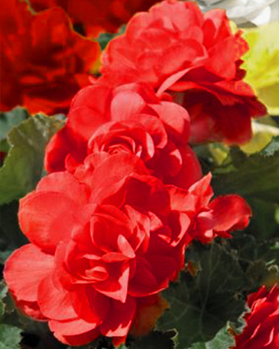 BEGONIA GRANDIFLORA RED 25 kusov